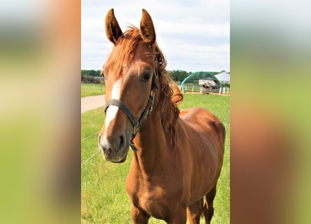 Oldenburgo, Yegua, 3 años, Alazán-tostado