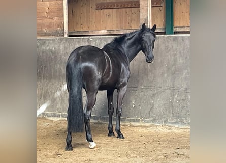 Oldenburgo, Yegua, 3 años, Castaño oscuro