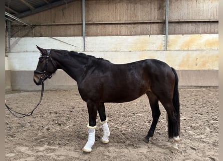 Oldenburgo, Yegua, 4 años, 156 cm, Castaño oscuro