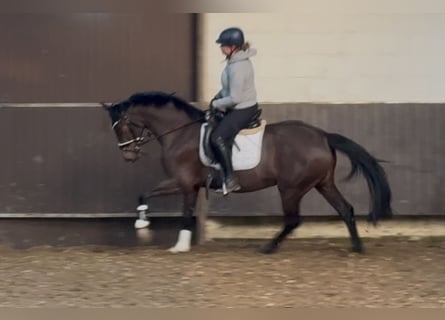 Oldenburgo, Yegua, 4 años, 160 cm, Castaño oscuro