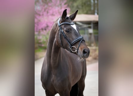 Oldenburgo, Yegua, 4 años, 162 cm, Castaño oscuro
