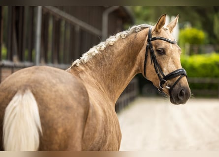 Oldenburgo, Yegua, 4 años, 162 cm, Palomino