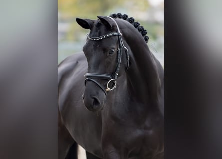 Oldenburgo, Yegua, 4 años, 163 cm, Negro