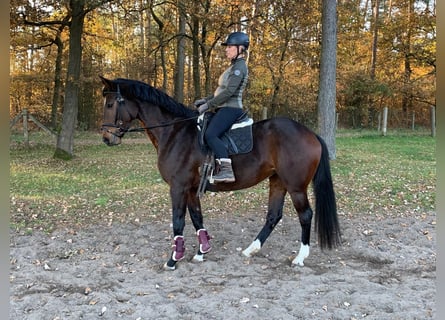 Oldenburgo, Yegua, 4 años, 164 cm, Castaño oscuro