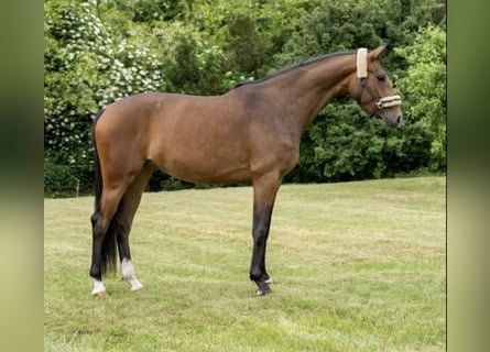 Oldenburgo, Yegua, 4 años, 166 cm, Castaño rojizo