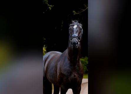 Oldenburgo, Yegua, 4 años, 166 cm, Negro