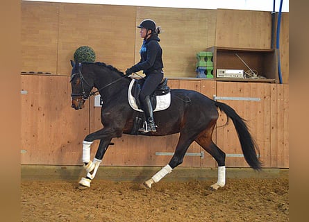 Oldenburgo, Yegua, 4 años, 167 cm, Castaño oscuro