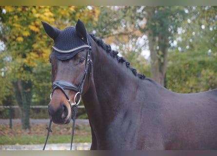 Oldenburgo, Yegua, 4 años, 168 cm, Castaño oscuro