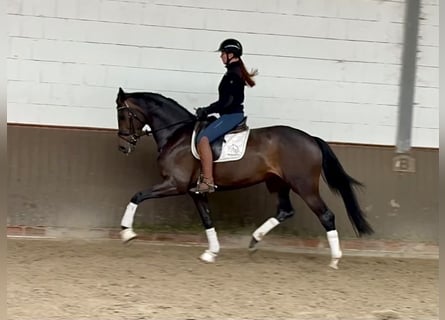 Oldenburgo, Yegua, 4 años, 168 cm, Castaño oscuro