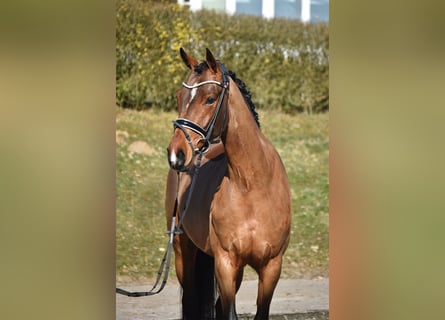 Oldenburgo, Yegua, 4 años, 168 cm, Castaño oscuro