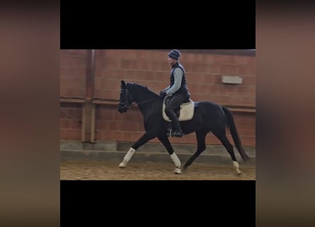 Oldenburgo, Yegua, 4 años, 168 cm, Negro