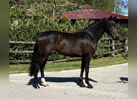 Oldenburgo, Yegua, 4 años, 169 cm, Castaño oscuro