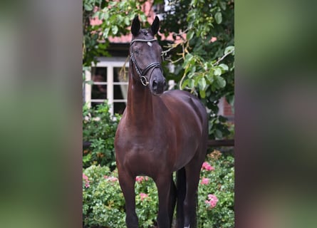 Oldenburgo, Yegua, 4 años, 169 cm, Negro