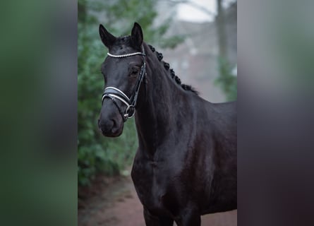 Oldenburgo, Yegua, 4 años, 169 cm, Negro