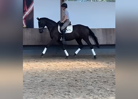 Oldenburgo, Yegua, 4 años, 170 cm, Castaño