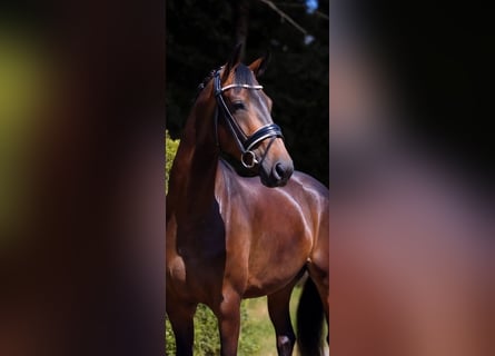 Oldenburgo, Yegua, 4 años, 170 cm, Castaño oscuro