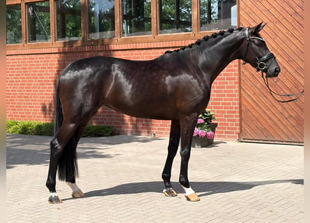 Oldenburgo, Yegua, 4 años, 171 cm, Negro