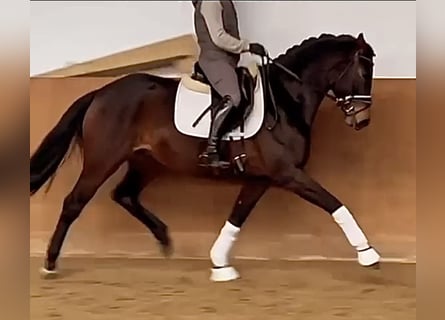 Oldenburgo, Yegua, 5 años, 162 cm, Castaño oscuro