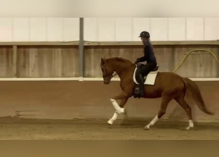 Oldenburgo, Yegua, 5 años, 163 cm, Alazán