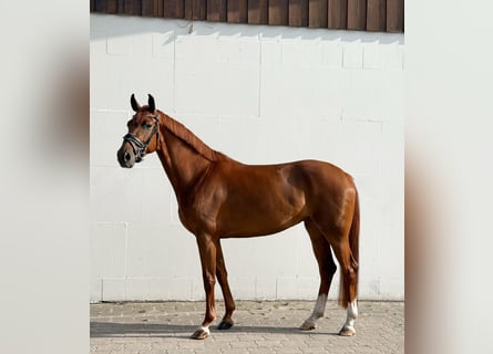 Oldenburgo, Yegua, 5 años, 165 cm, Alazán