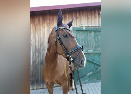 Oldenburgo, Yegua, 5 años, 165 cm, Alazán