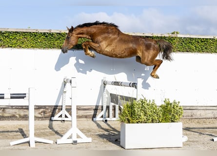 Oldenburgo, Yegua, 5 años, 165 cm, Alazán-tostado