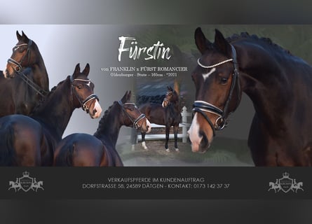 Oldenburgo, Yegua, 5 años, 165 cm, Castaño oscuro