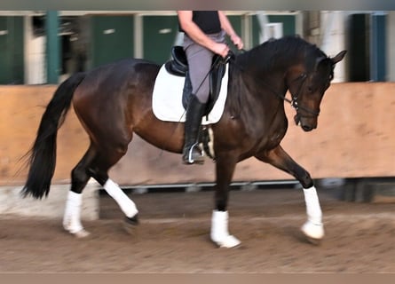 Oldenburgo, Yegua, 5 años, 169 cm, Castaño oscuro