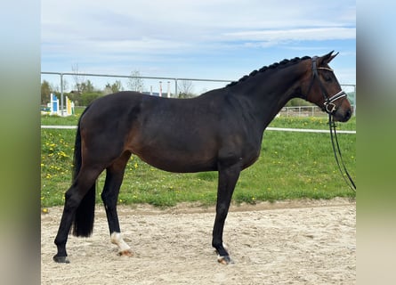 Oldenburgo, Yegua, 5 años, 170 cm, Castaño oscuro