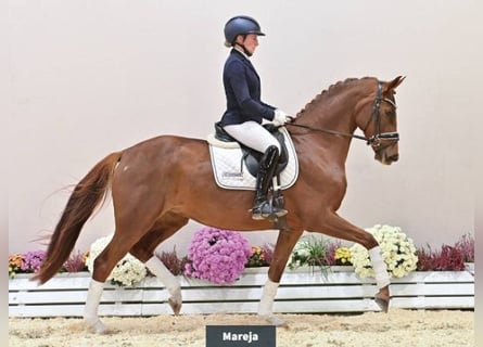 Oldenburgo, Yegua, 6 años, 161 cm, Alazán-tostado