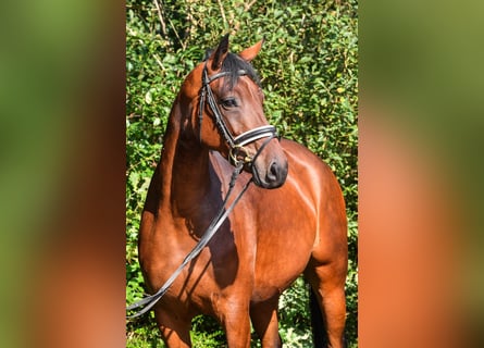 Oldenburgo, Yegua, 6 años, 163 cm, Castaño