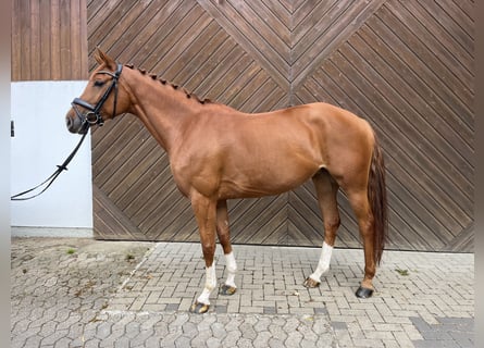 Oldenburgo, Yegua, 6 años, 164 cm, Alazán Oldenburgo, Yegua, 6 años, 164 cm, Alazán