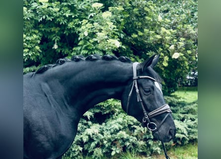 Oldenburgo, Yegua, 6 años, 165 cm, Negro