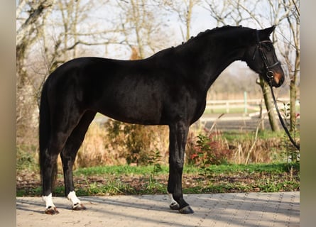 Oldenburgo, Yegua, 6 años, 170 cm, Castaño oscuro