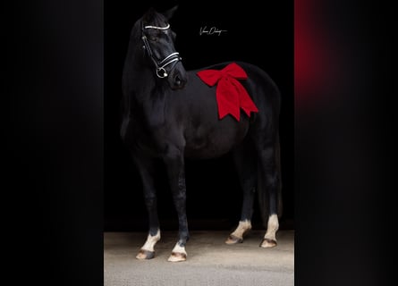 Oldenburgo, Yegua, 6 años, 170 cm, Negro