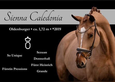 Oldenburgo, Yegua, 6 años, 172 cm, Alazán