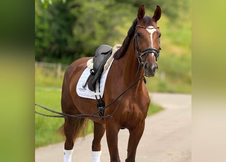 Oldenburgo, Yegua, 6 años, 172 cm, Alazán-tostado