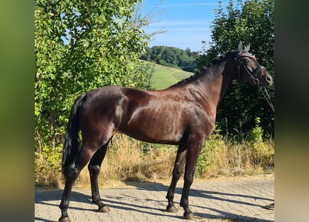 Oldenburgo, Yegua, 6 años, 172 cm, Negro