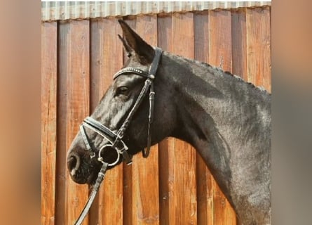 Oldenburgo, Yegua, 7 años, 165 cm, Negro