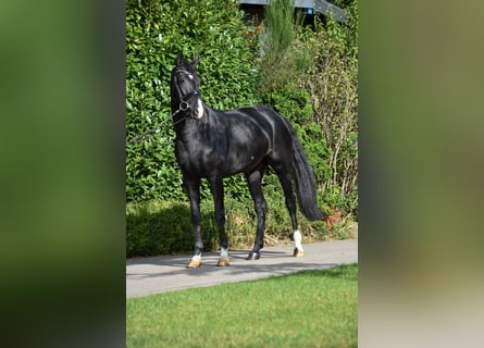 Oldenburgo, Yegua, 7 años, 167 cm, Negro