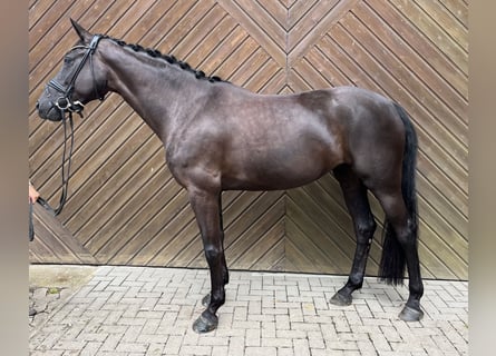 Oldenburgo, Yegua, 7 años, 167 cm, Negro