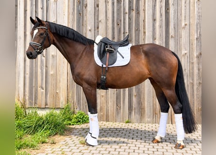Oldenburgo, Yegua, 7 años, 170 cm, Castaño oscuro