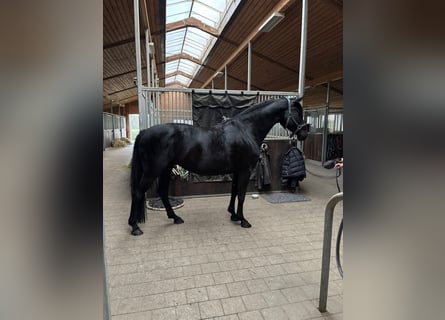 Oldenburgo, Yegua, 7 años, 170 cm, Negro
