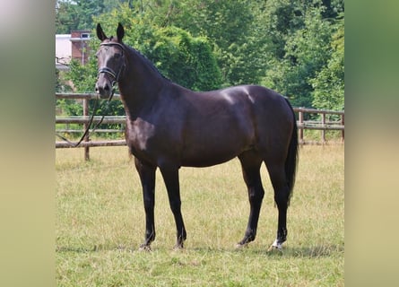Oldenburgo, Yegua, 7 años, 170 cm, Negro