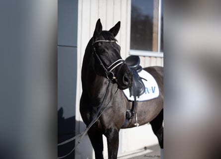 Oldenburgo, Yegua, 7 años, 172 cm, Negro