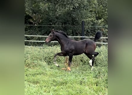 Oldenburgo, Yegua, Potro (05/2025), 169 cm
