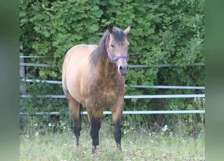 Quarter horse américain, Étalon, 19 Ans, 146 cm, Buckskin
