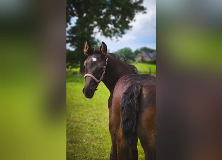 Oost-Fries, Merrie, 1 Jaar, 167 cm, Zwart