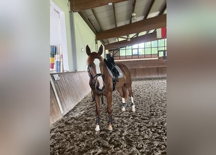 Oost-Fries, Merrie, 6 Jaar, 175 cm, Vos