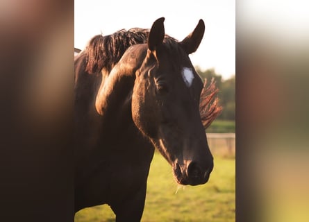 Oost-Fries, Merrie, 8 Jaar, 157 cm, Donkerbruin